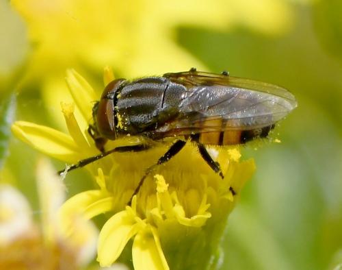 Stomorhina lunata